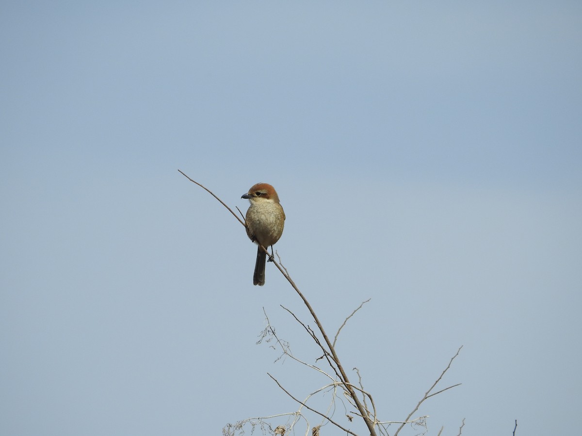 oksevarsler - ML646394967