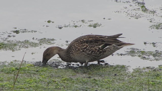 Шилохвіст північний - ML646394968