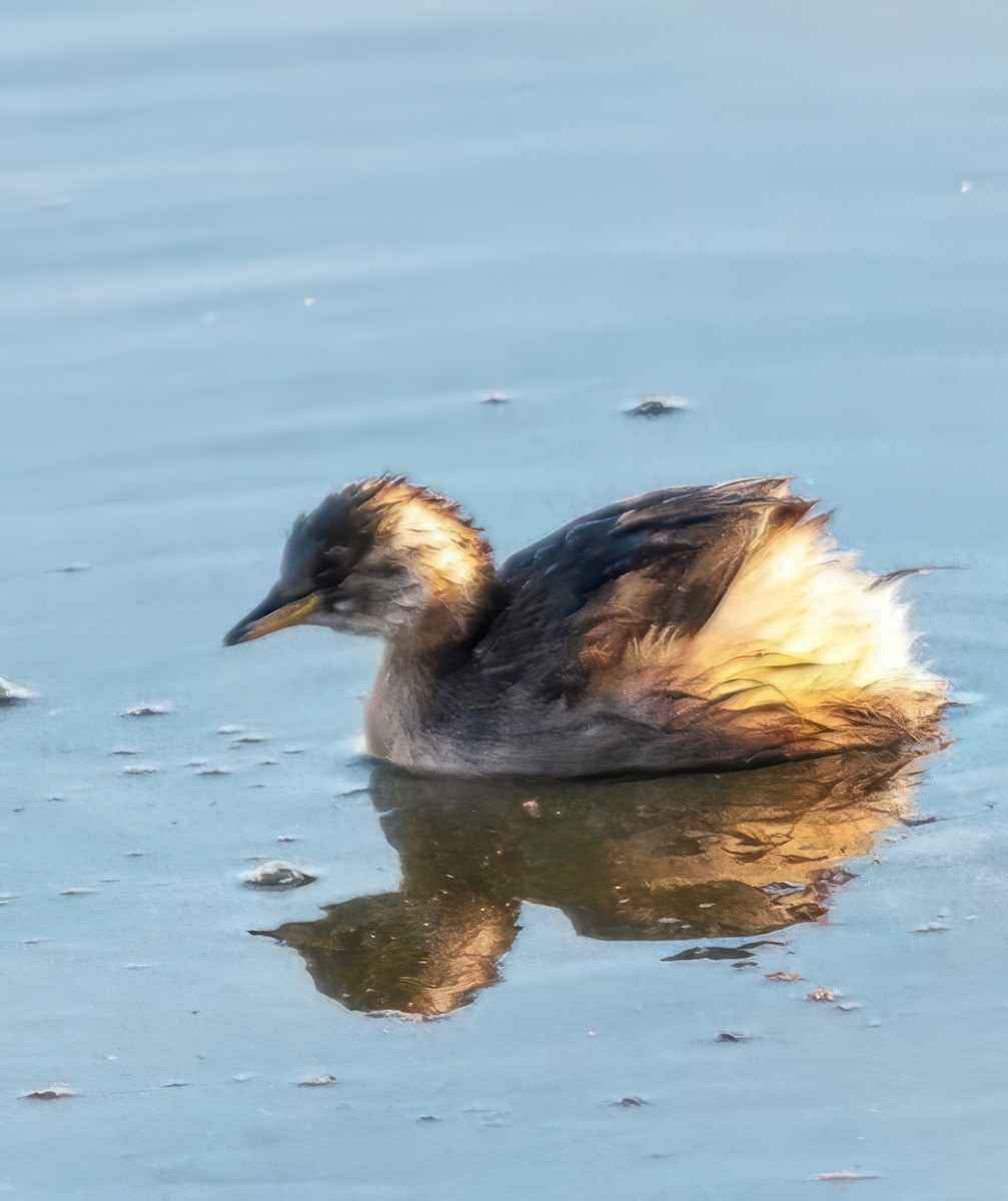 dvergdykker - ML646394969