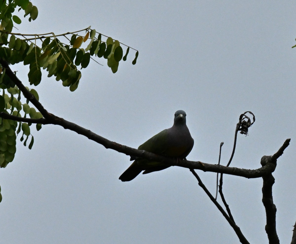 palettgrønndue - ML646394970