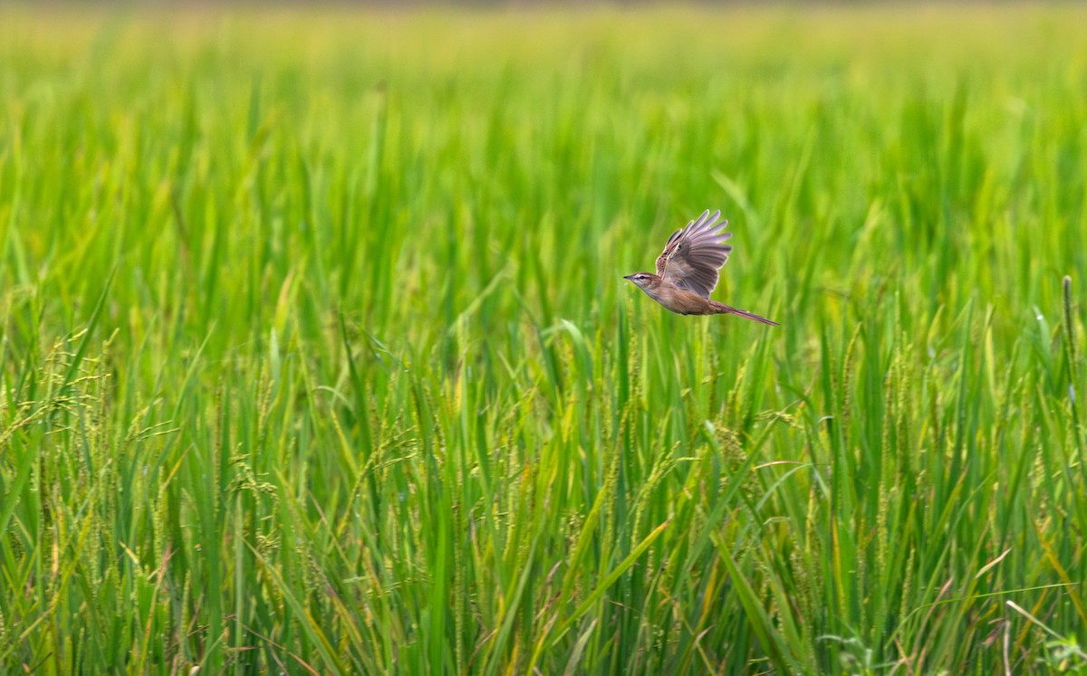 vippestjertsanger - ML646394971