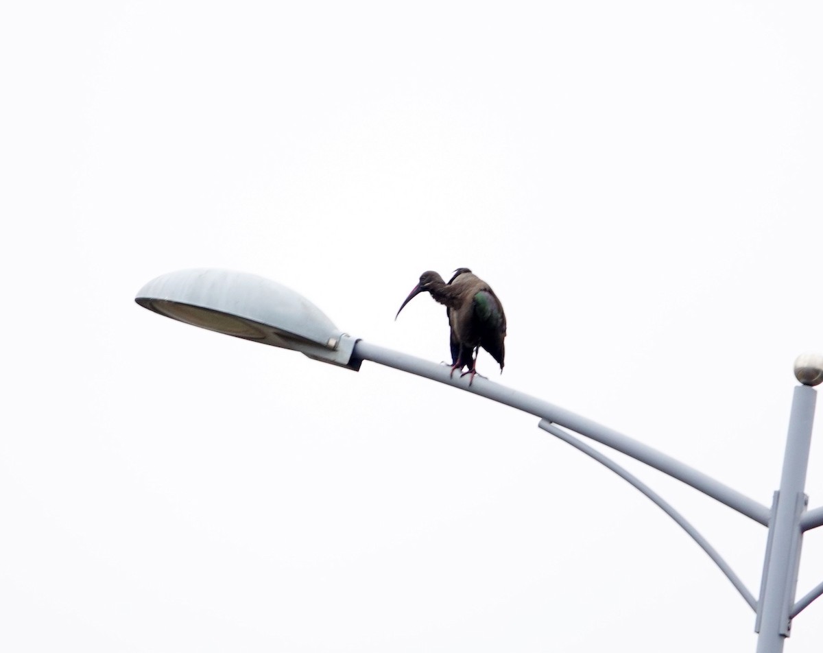 hadadaibis - ML646394972