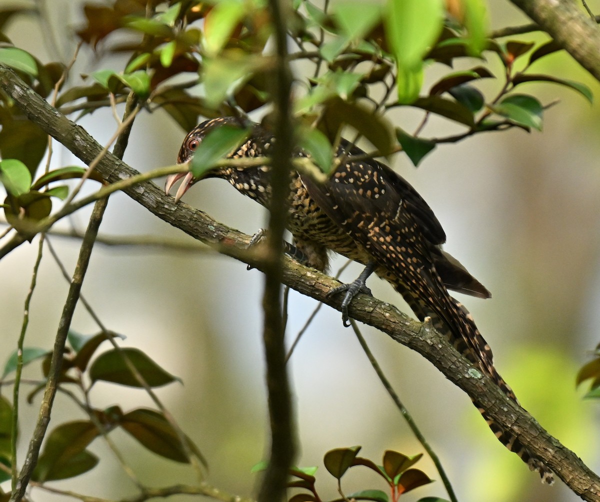 grønnebbkoel - ML646394973