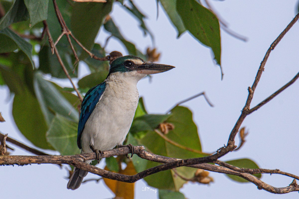 jadeisfugl - ML646394974