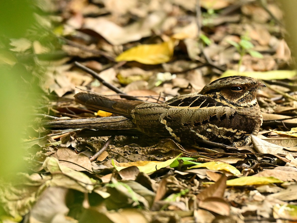 hamrenattravn - ML646394975