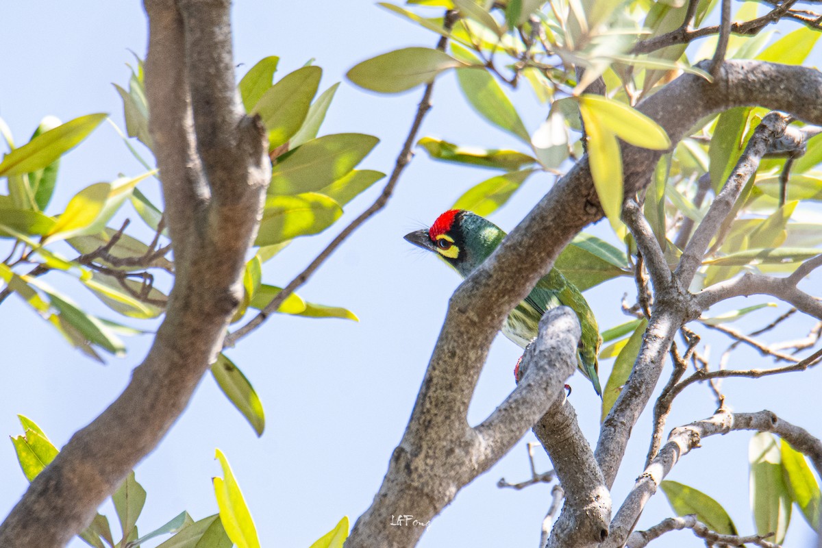 smedskjeggfugl - ML646394976