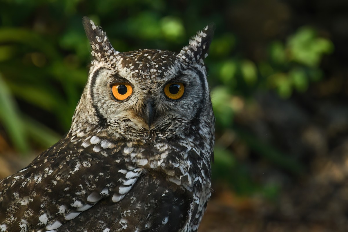 flekkhubro - ML646394977