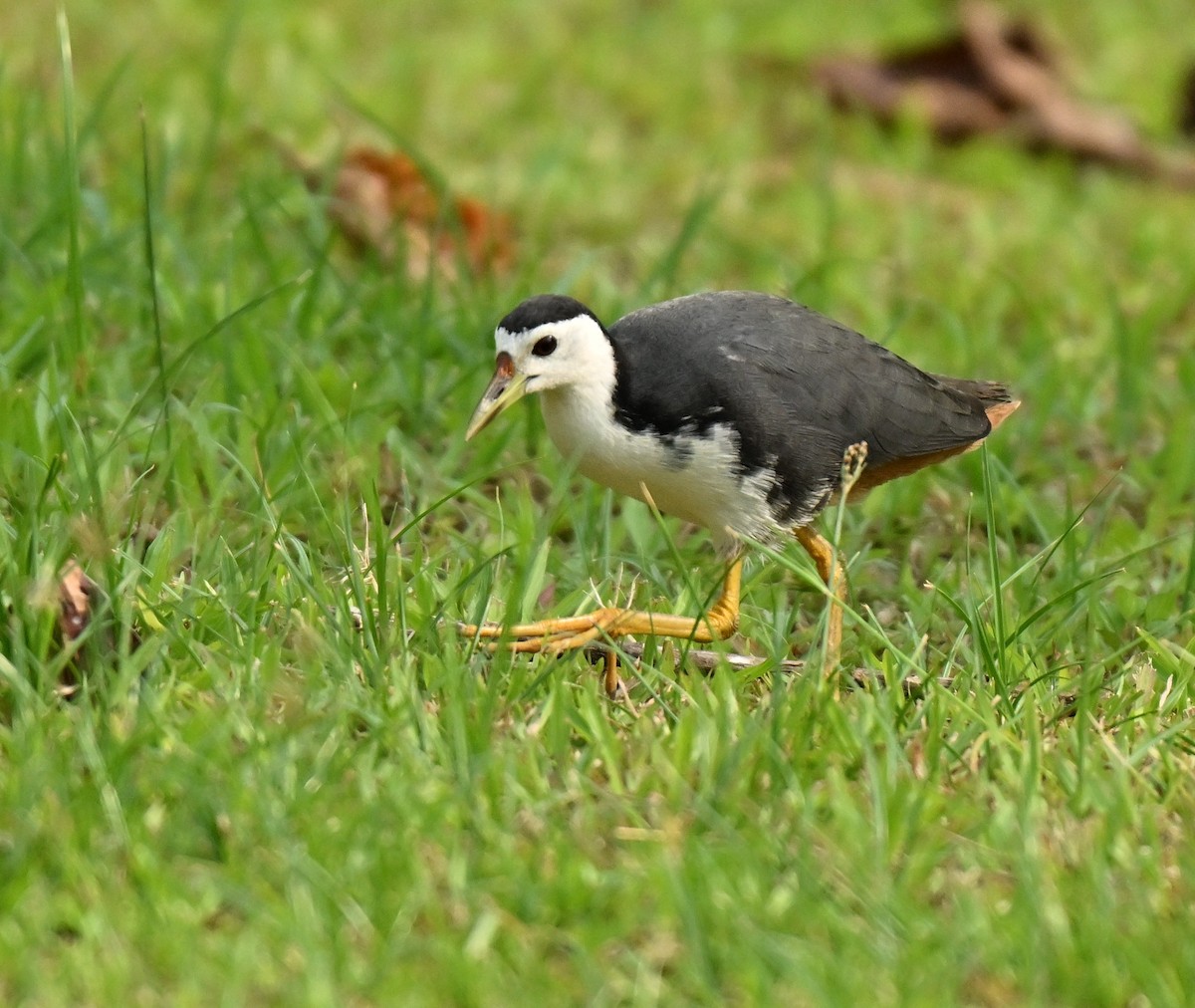 hvitbrystrikse - ML646394979