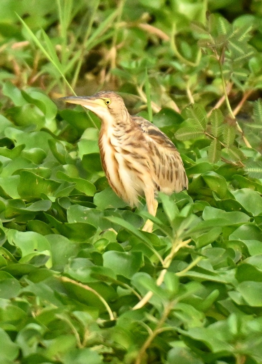 okerrørdrum - ML646394981