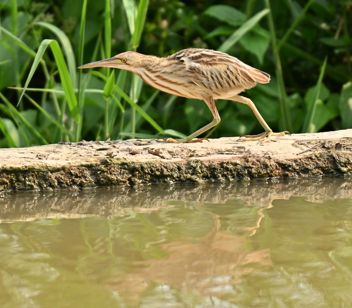 okerrørdrum - ML646394982