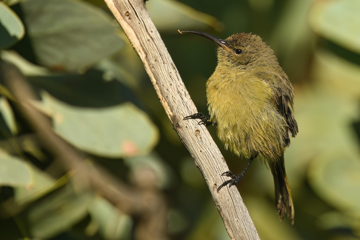 fynbossolfugl - ML646394983