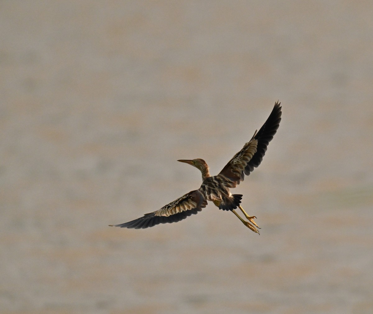 okerrørdrum - ML646394985