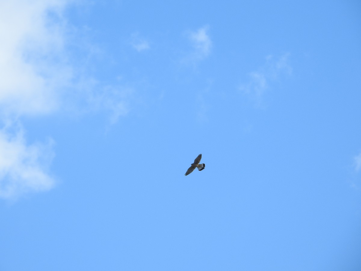 tårnfalk - ML646394986