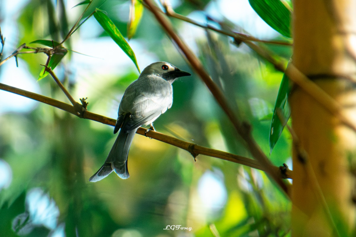 askedrongo - ML646394987