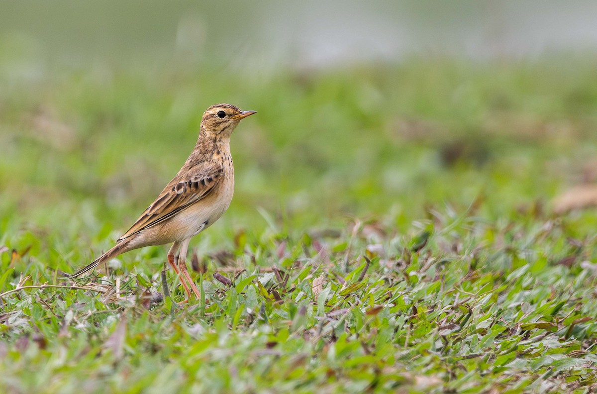 linduška rýžová - ML646394989