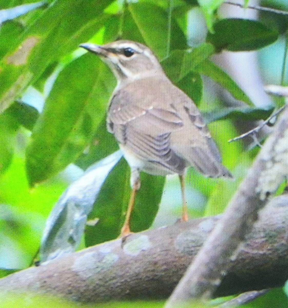 白眉鶇 - ML646394993