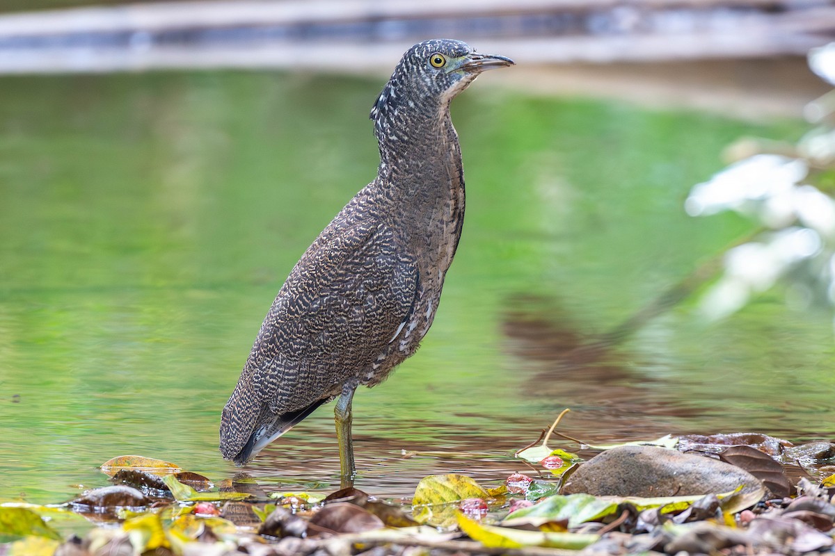 Malay Gece Balıkçılı - ML646394994