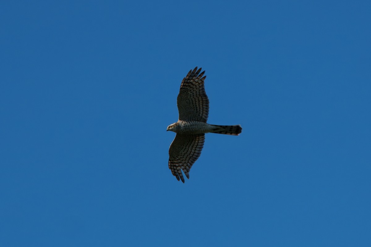 Eurasian Sparrowhawk - ML646394998