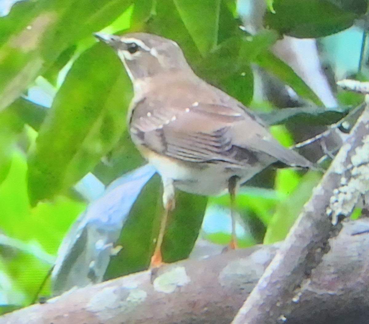 白眉鶇 - ML646394999