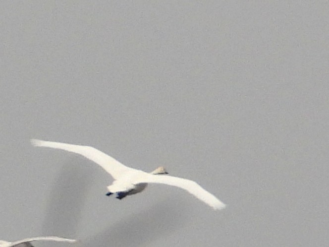 Trumpeter Swan - ML646395000