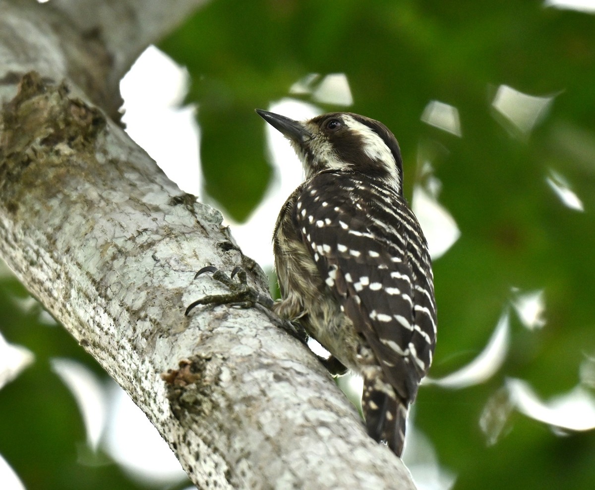 Sunda Pygmy Woodpecker - ML646395001