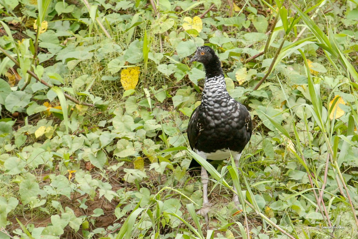 Horned Screamer - ML646395002
