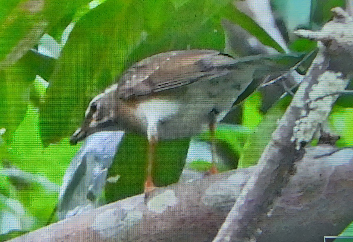 白眉鶇 - ML646395003