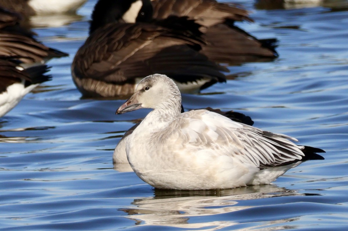 Snow Goose - ML646395004