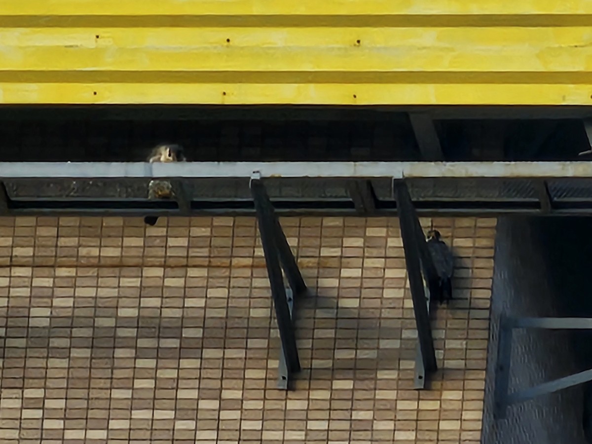 Peregrine Falcon - ML646395006