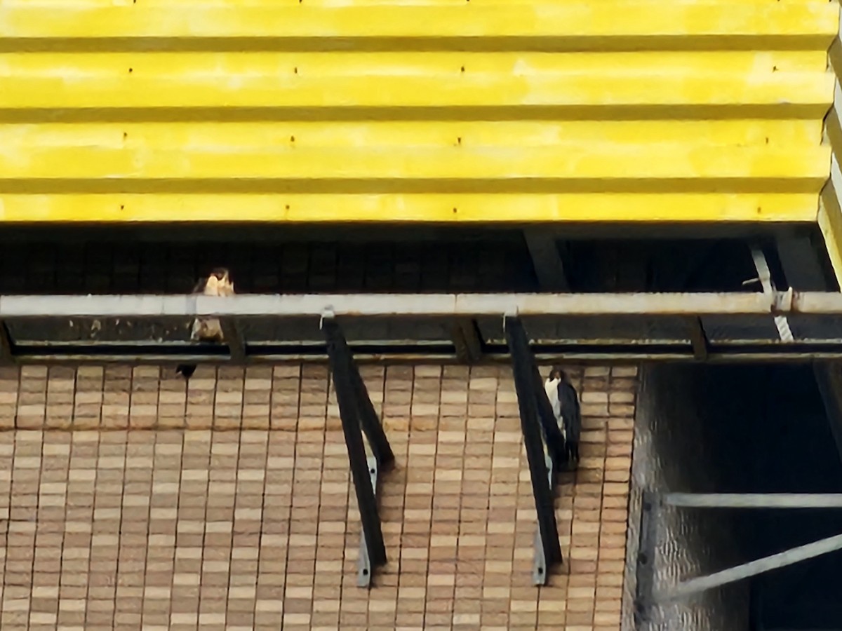 Peregrine Falcon - ML646395007