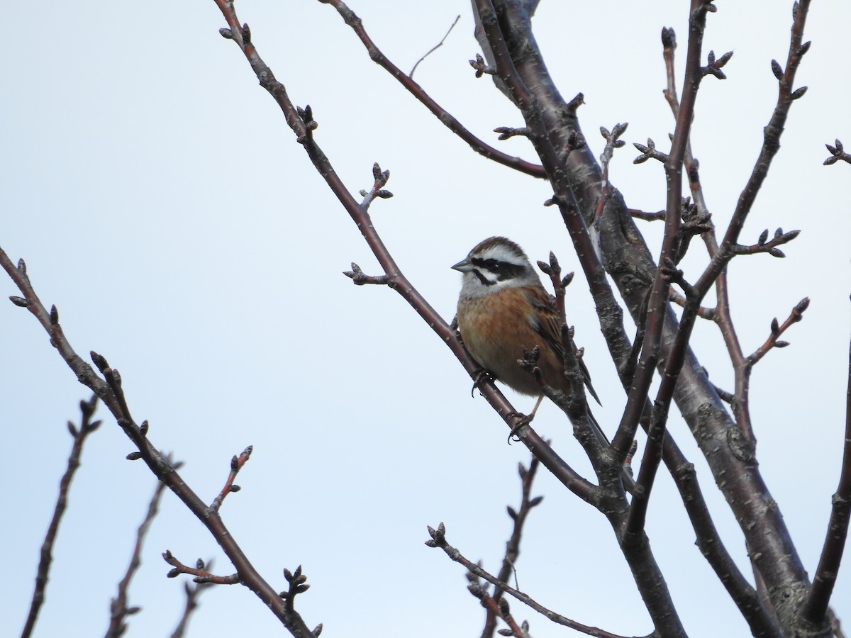 engspurv - ML646395008