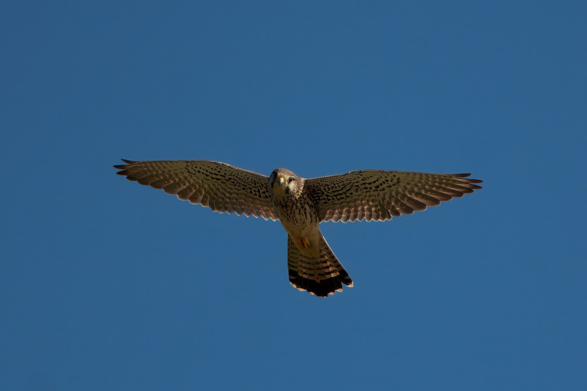 Eurasian Kestrel - ML646395009