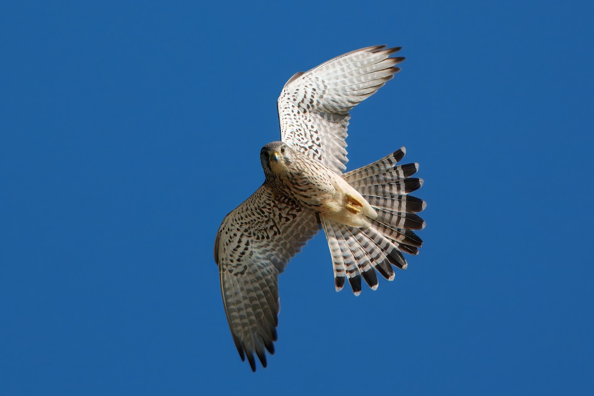 Eurasian Kestrel - ML646395010