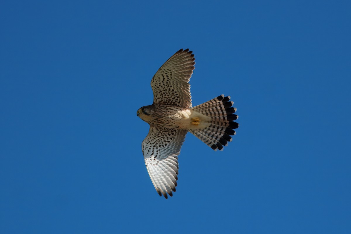 Eurasian Kestrel - ML646395011