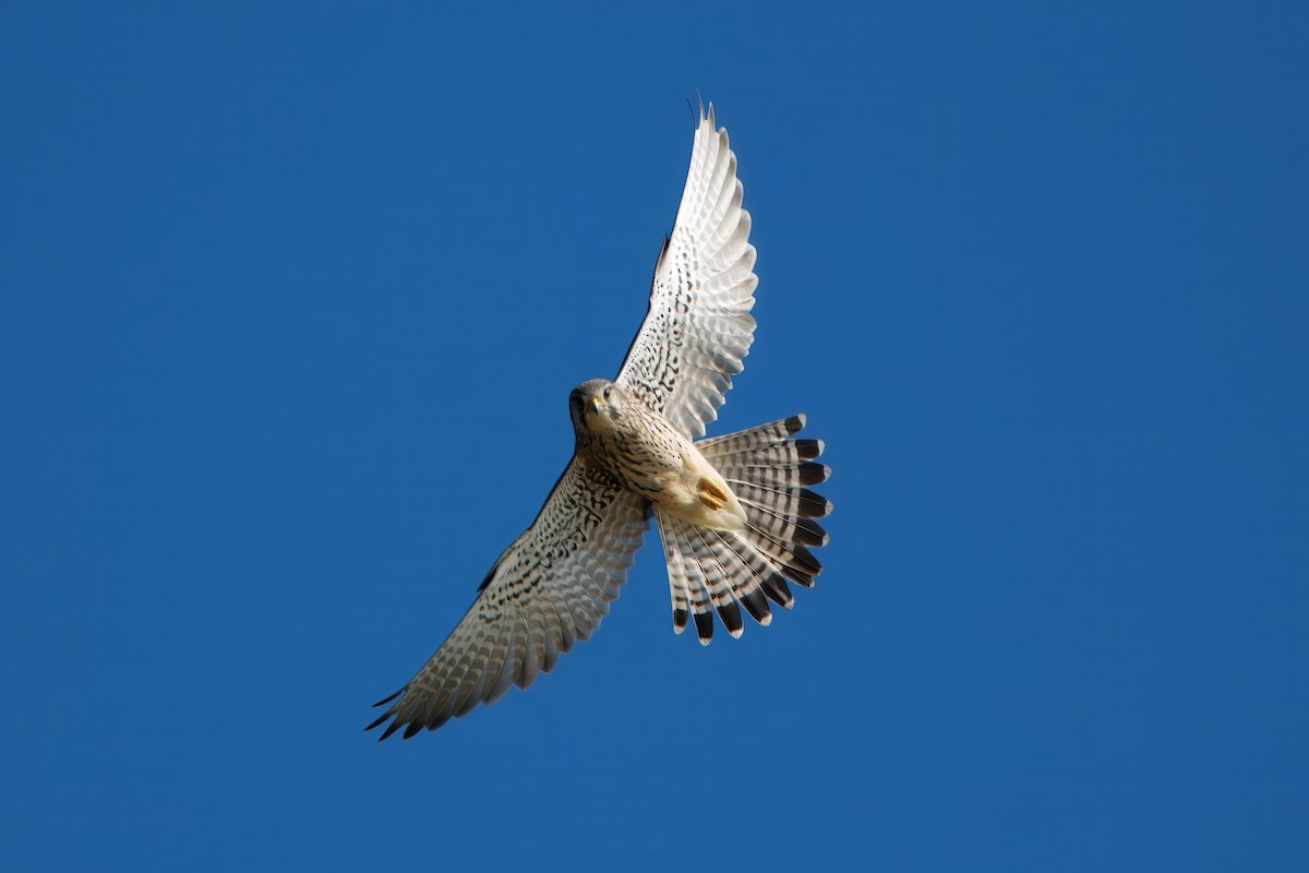 Eurasian Kestrel - ML646395012