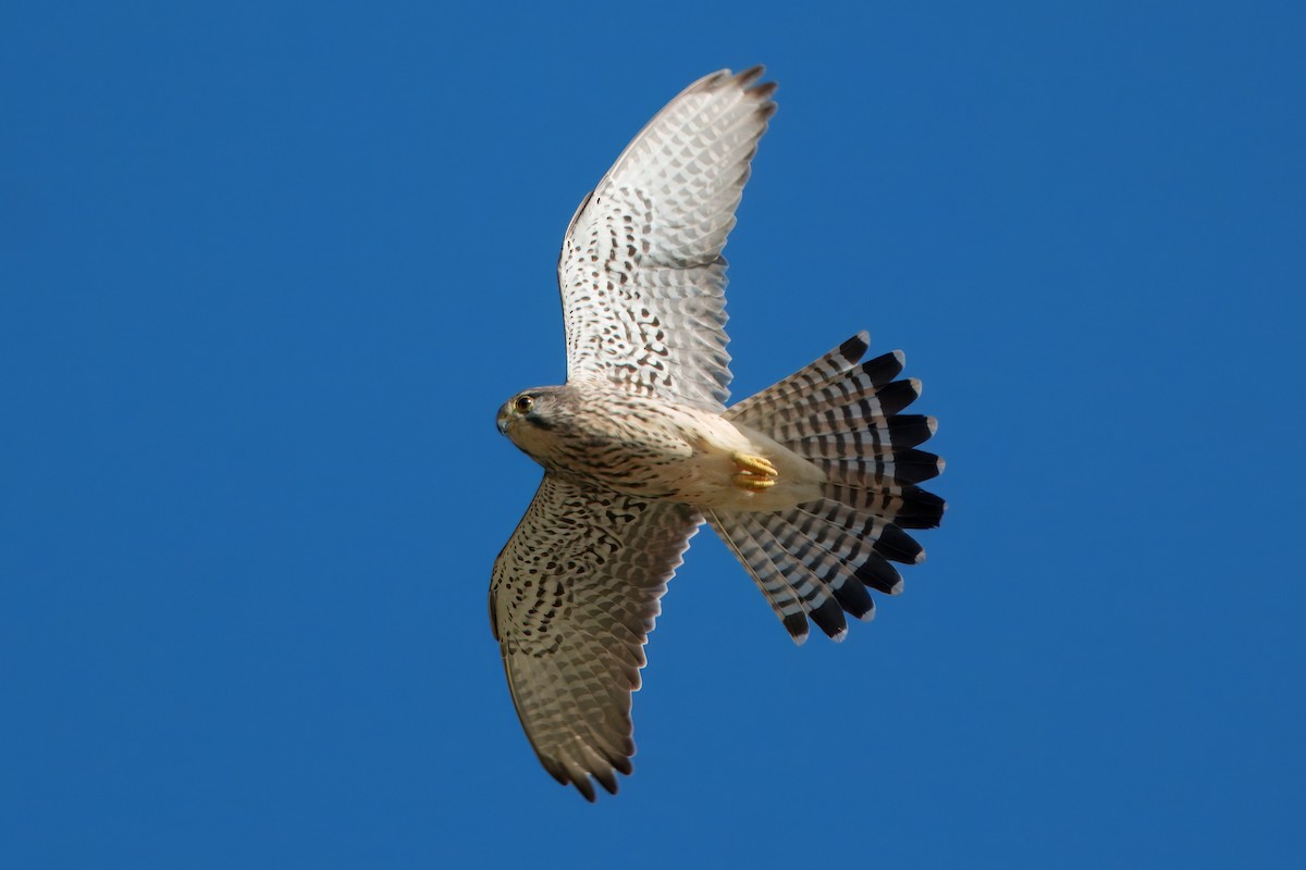 Eurasian Kestrel - ML646395013