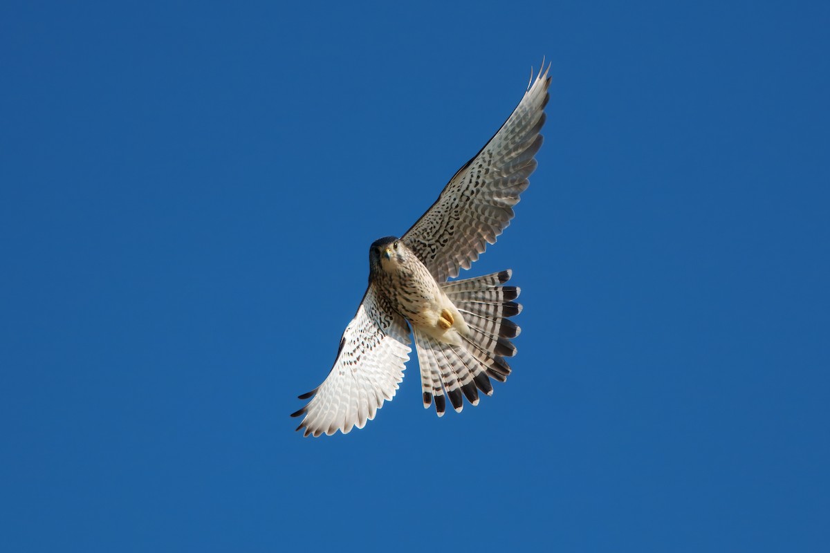 Eurasian Kestrel - ML646395014