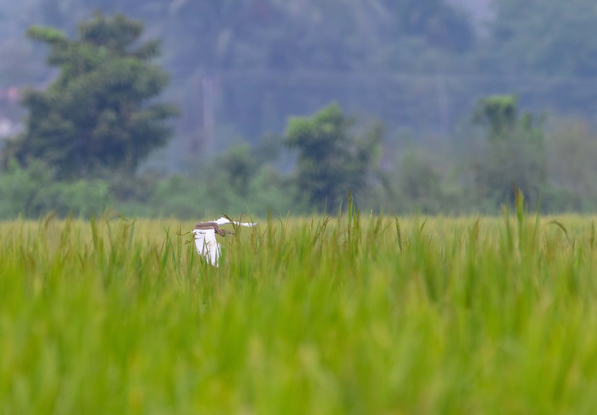 volavka hnědohřbetá - ML646395015