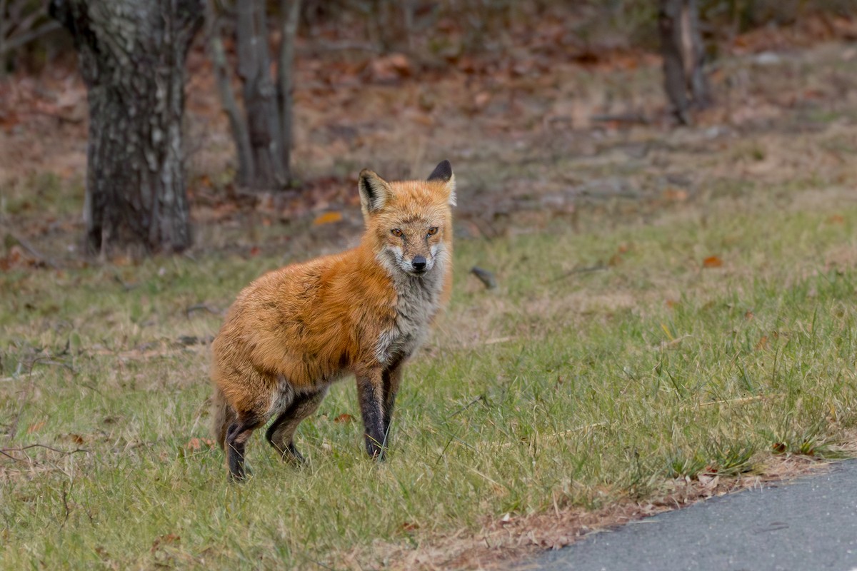 Animals - ML646395021