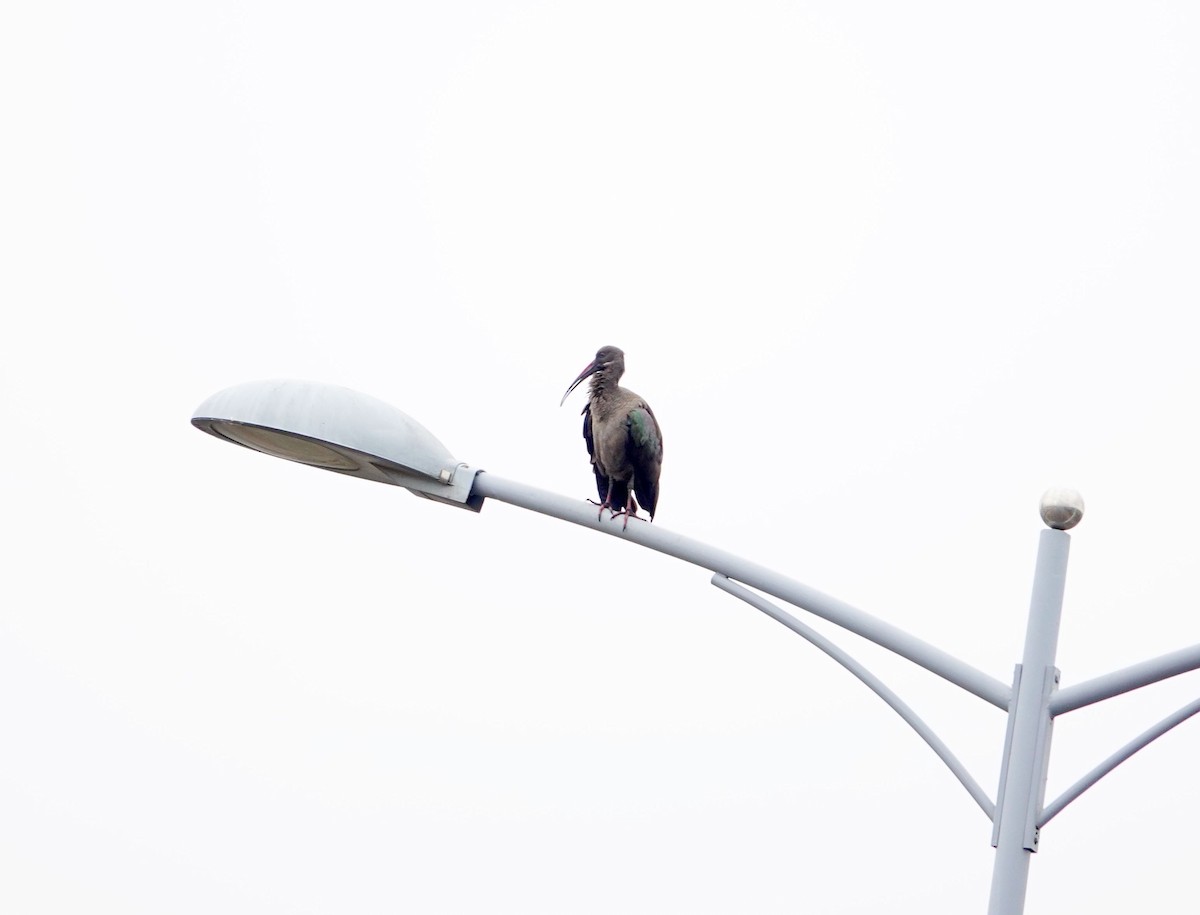 hadadaibis - ML646395030