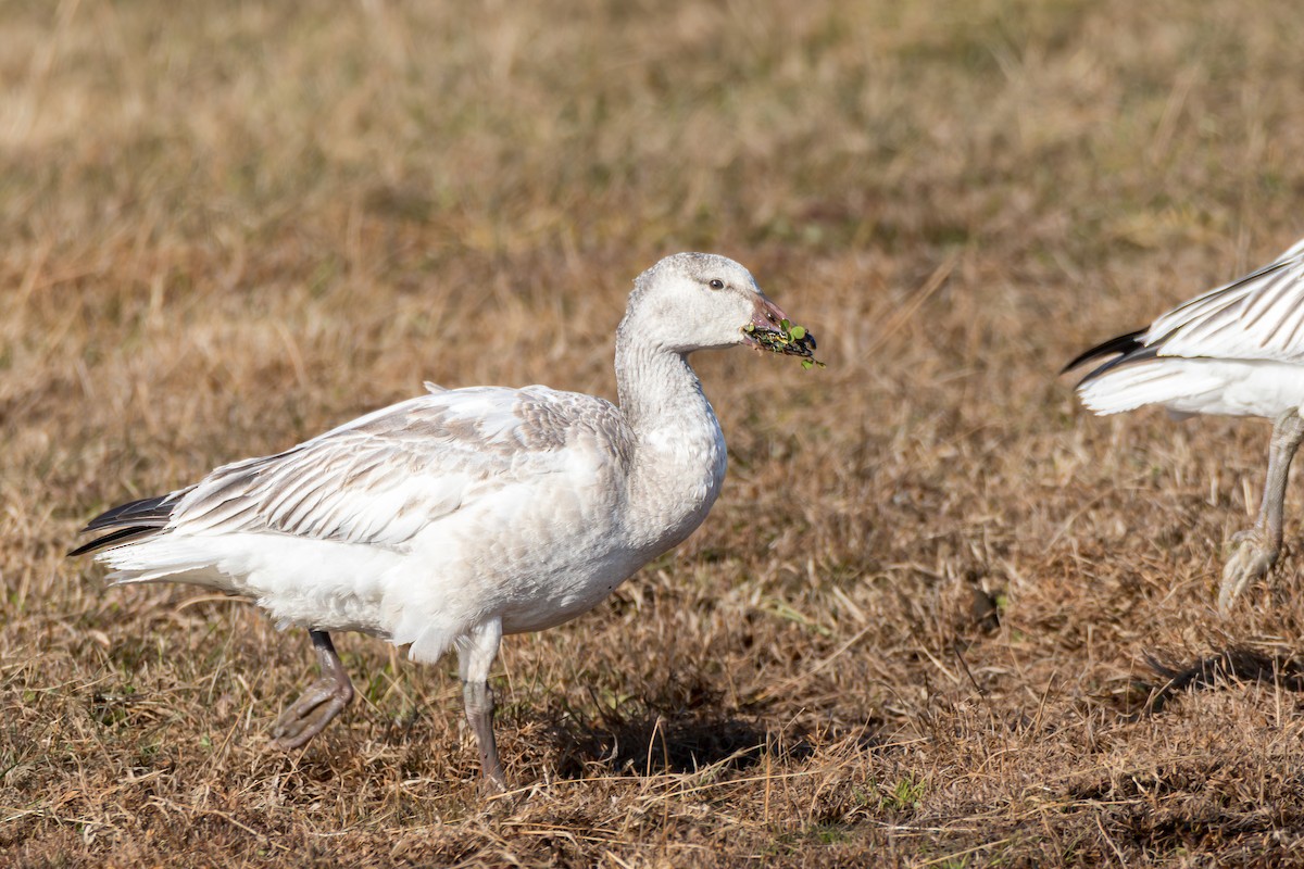 Snow Goose - ML646395033