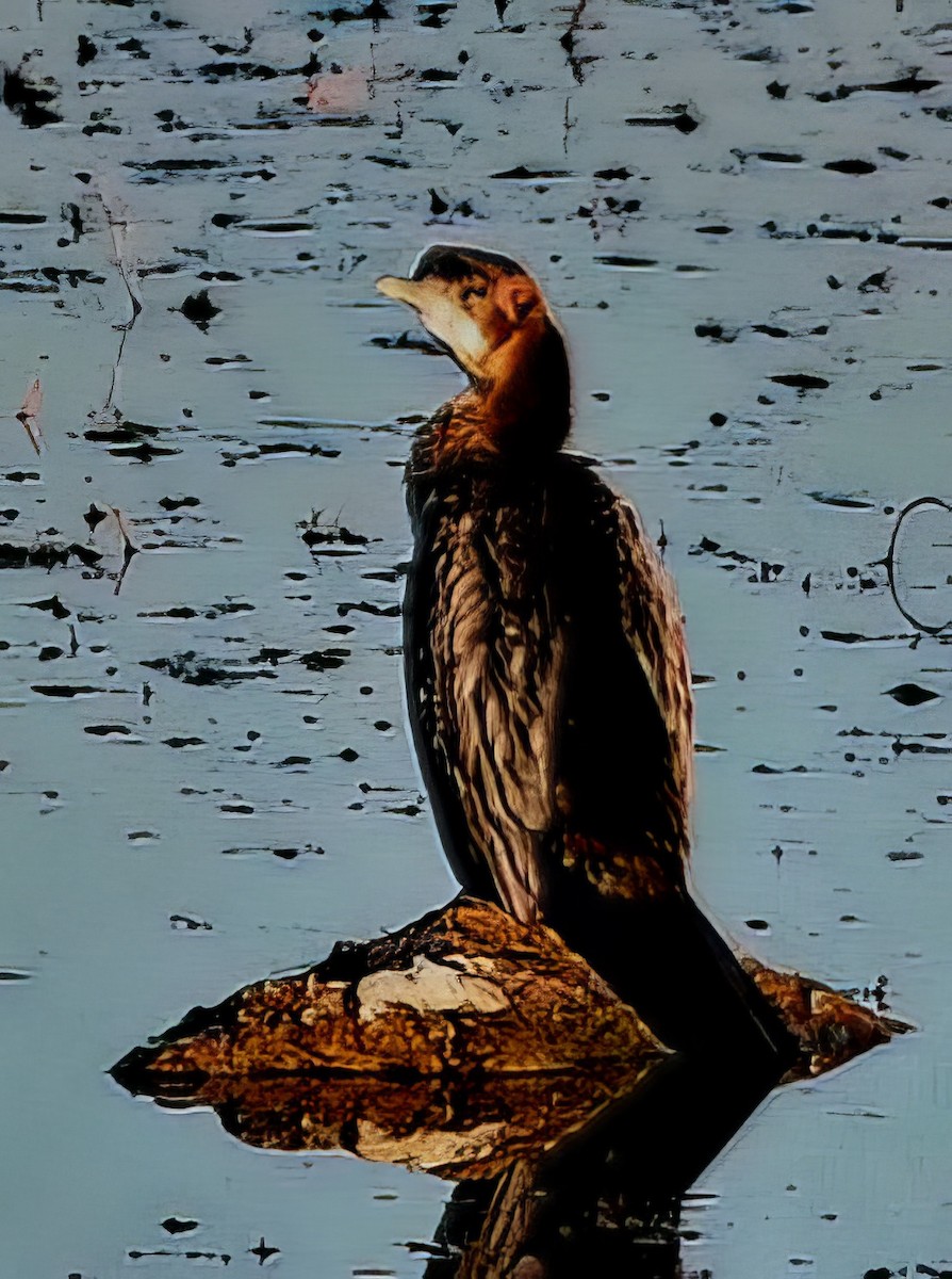 Баклан малий - ML646395034