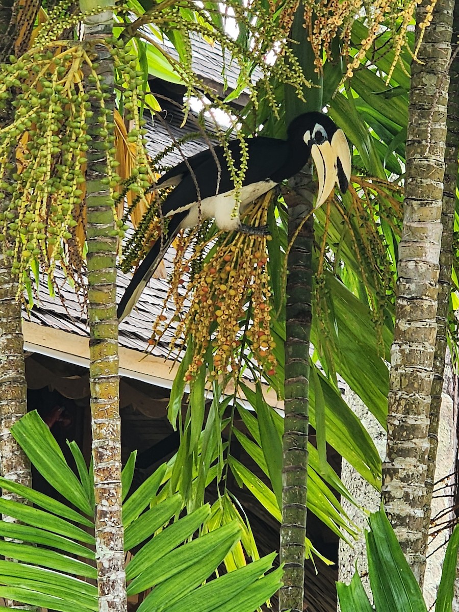 Oriental Pied-Hornbill - ML646395035
