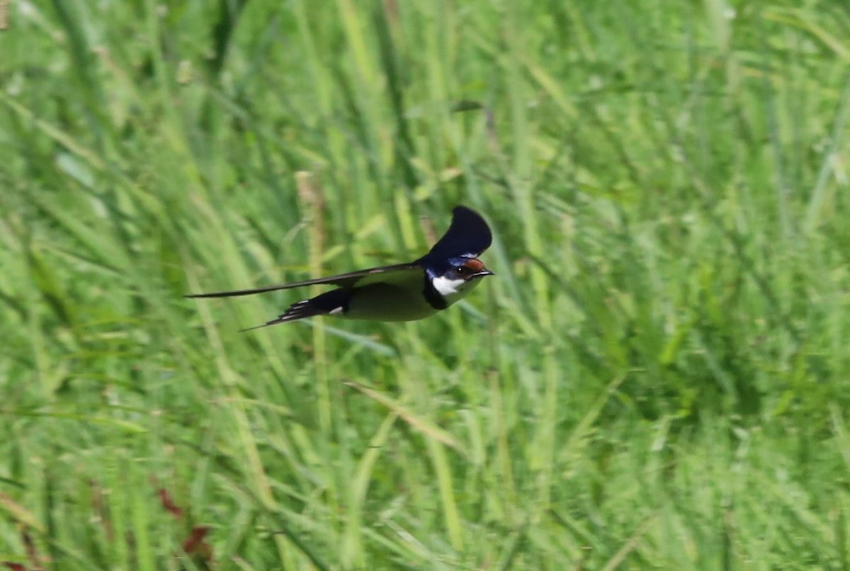 White-throated Swallow - ML646395051