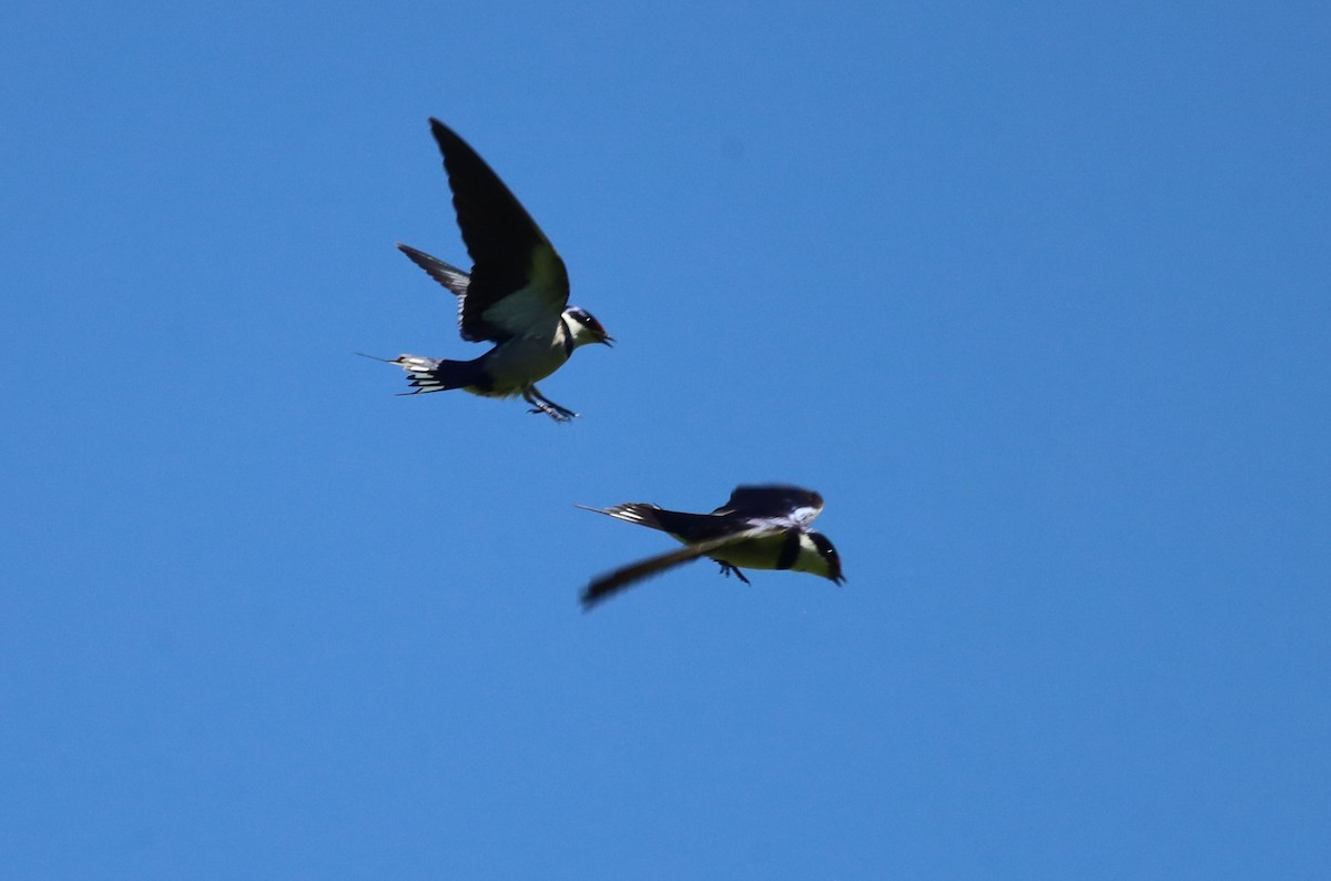 White-throated Swallow - ML646395052