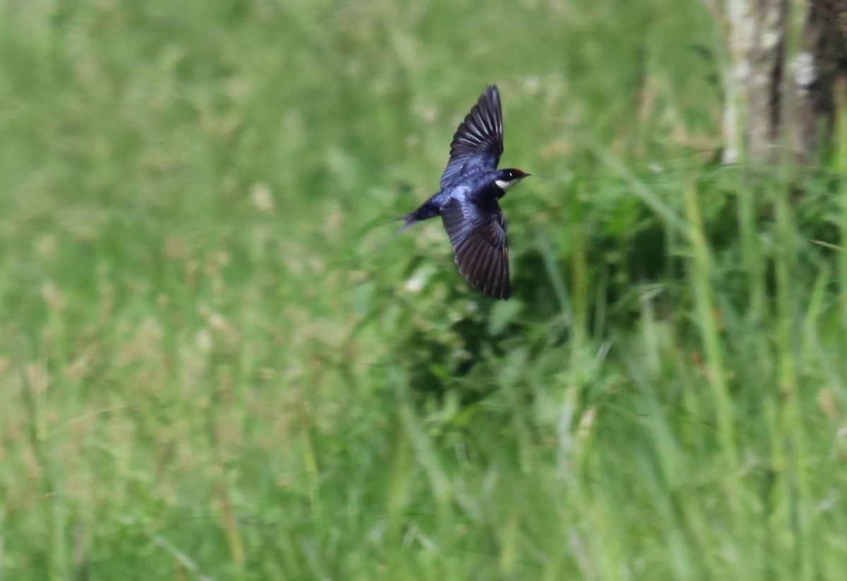 White-throated Swallow - ML646395053