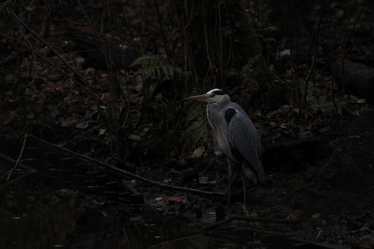 Koartza hauskara - ML646395055