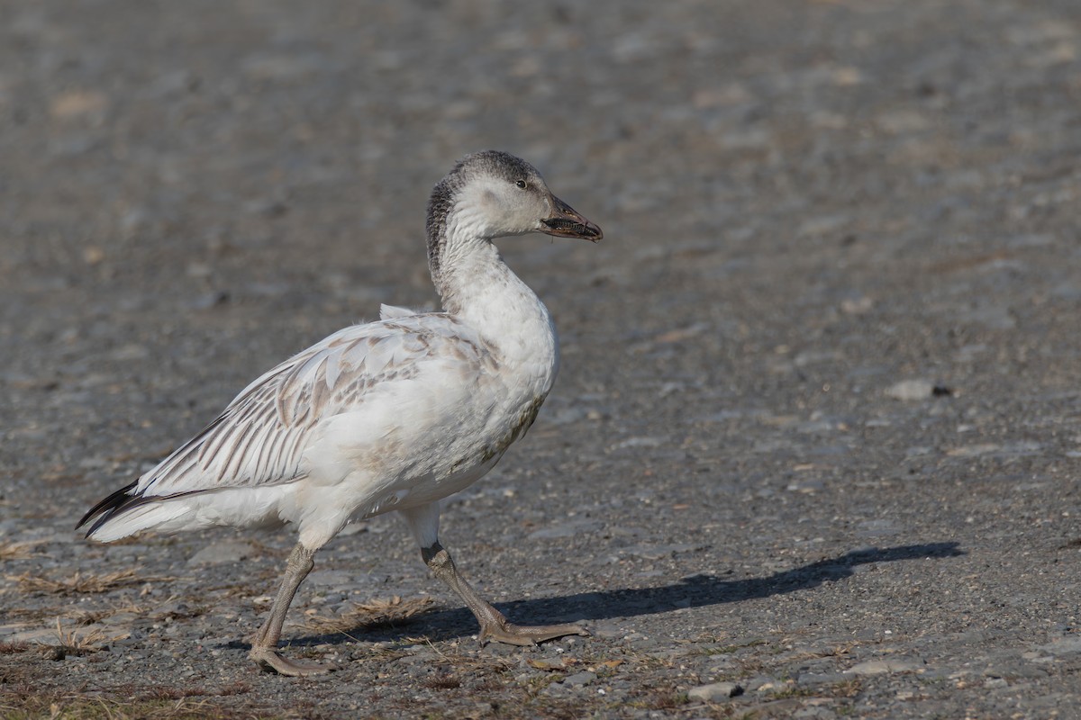 Snow Goose - ML646395056