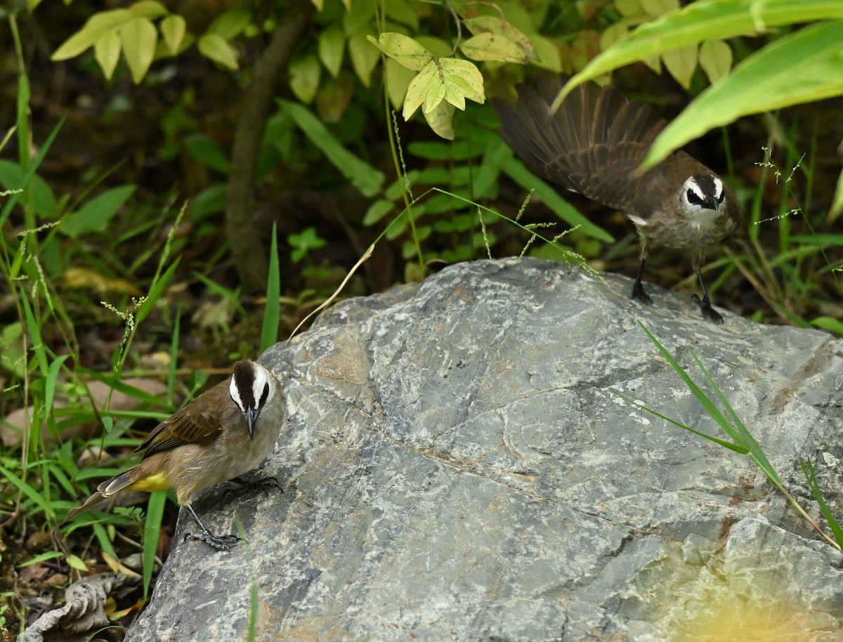 Белобровый бюльбюль - ML646395057