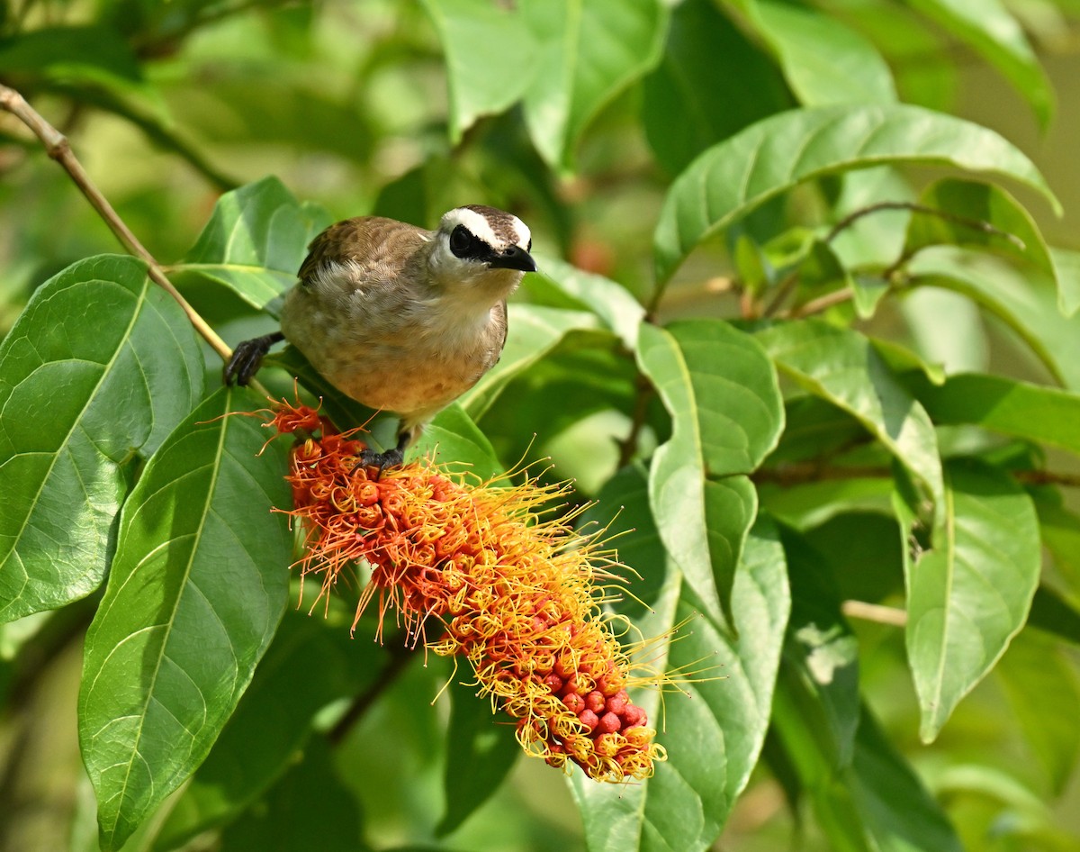 Белобровый бюльбюль - ML646395058